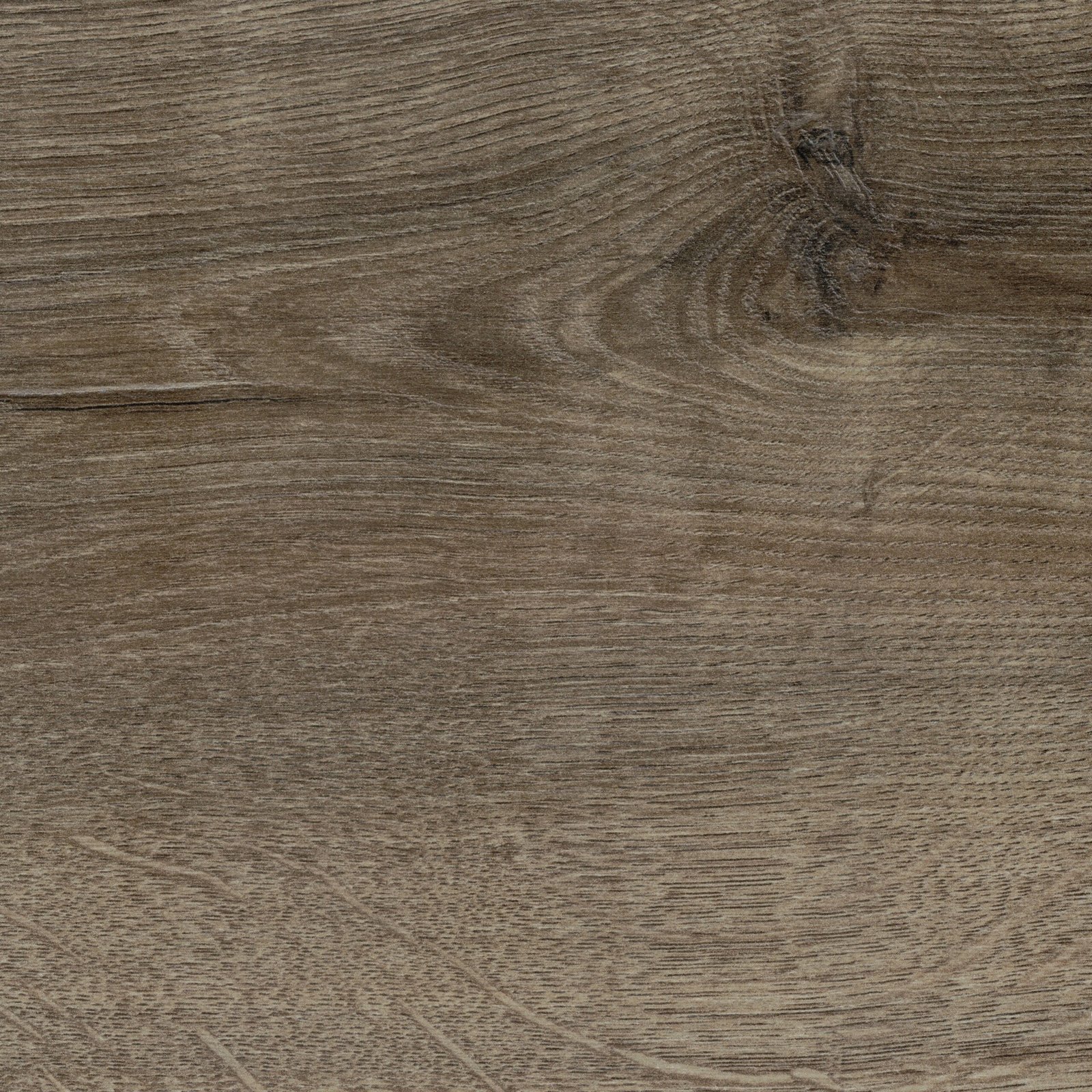 Oyster Oak